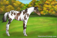 Horse Color:White Spotted Liver Chestnut