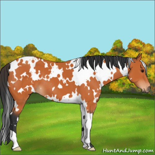 Horse Color:White Spotted Bay 