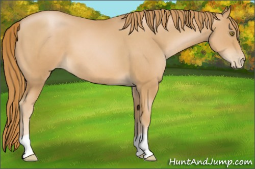 Horse Color:Chestnut Pearl