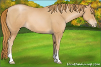 Horse Color:Chestnut Pearl