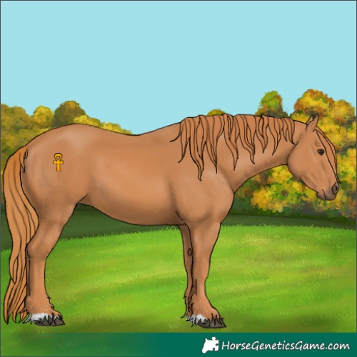 Horse Color:Chestnut 