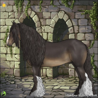Horse Color:Smoky Black 