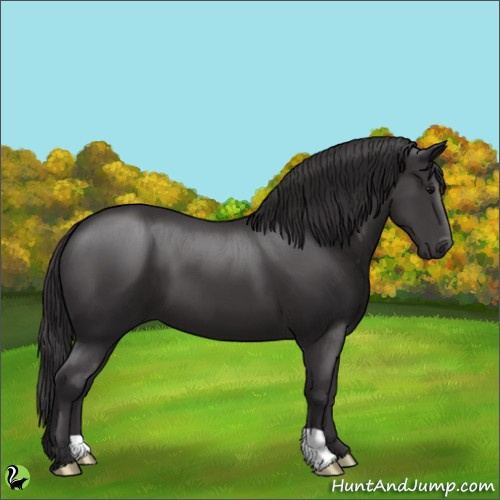 Horse Color:Smoky Black 