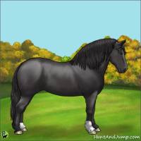 Horse Color:Smoky Black 