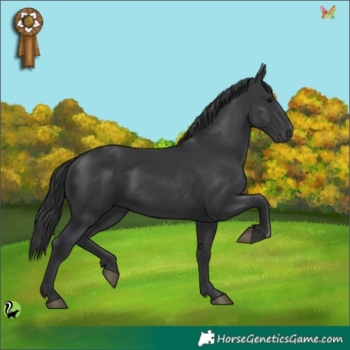 Horse Color:Black 
