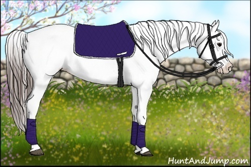 Horse Color:White Spotted Black Appaloosa 