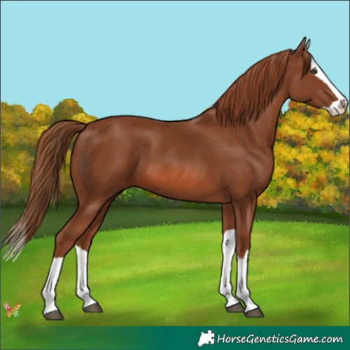 Horse Color:Chestnut Splash 
