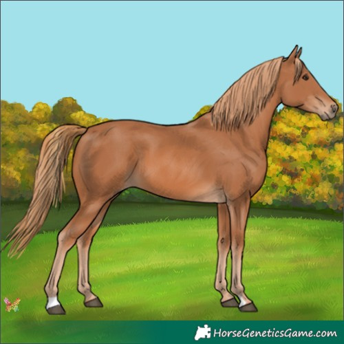 Horse Color:Chestnut 