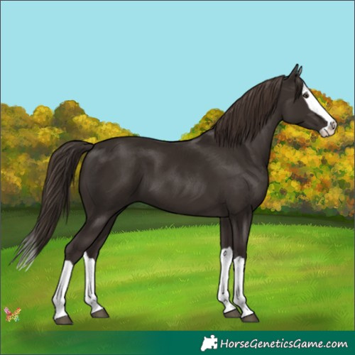 Horse Color:Liver Chestnut Splash 