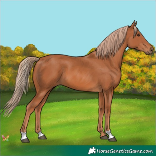 Horse Color:Chestnut 