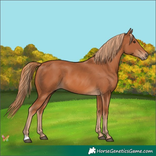 Horse Color:Chestnut 