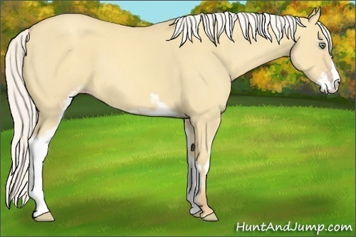 Horse Color:Silver Classic Cream Champagne Dun Sabino Frame