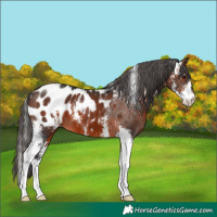 Horse Color:Brown Sabino Appaloosa 