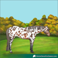 Horse Color:Bay Appaloosa