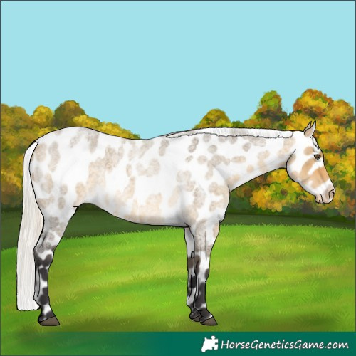 Horse Color:Silver Buckskin Roan Dun Appaloosa 