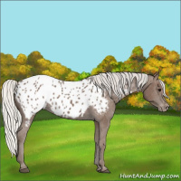 Horse Color:Silver Black Appaloosa