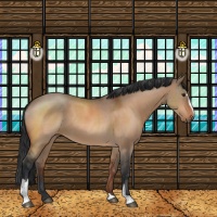 Horse Color:Brown Dun Sabino 