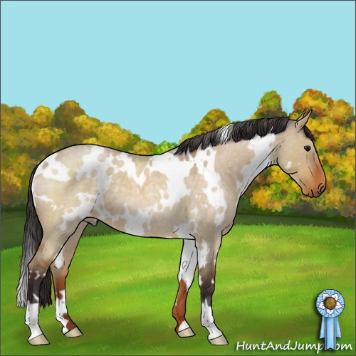 Horse Color:White Spotted Buckskin Roan Dun