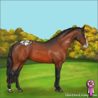 Horse Color:Bay Splash Appaloosa 