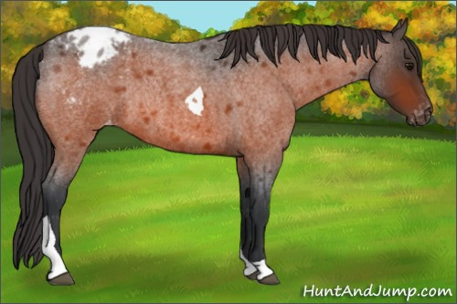 Horse Color:Bay Roan Tobiano Appaloosa Rabicano 