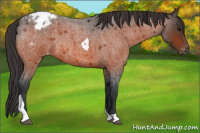 Horse Color:Bay Roan Tobiano Appaloosa Rabicano 
