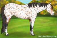 Horse Color:Bay Splash Tobiano Appaloosa 