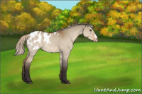 Horse Color:Silver Buckskin Dun Appaloosa 