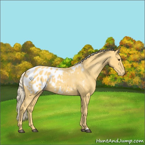 Horse Color:Palomino Blanket