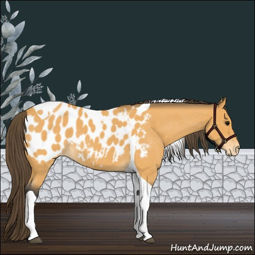 Horse Color:Buckskin Roan Tobiano Blanket