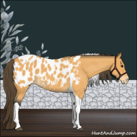 Horse Color:Buckskin Roan Tobiano Blanket 