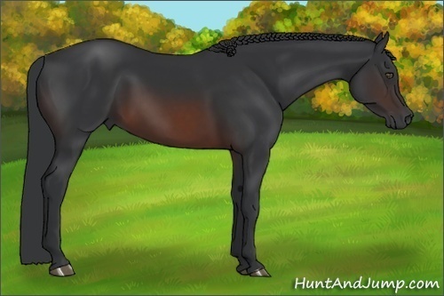 Horse Color:Brown 
