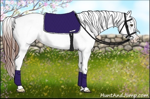 Horse Color:Grullo Appaloosa Rabicano