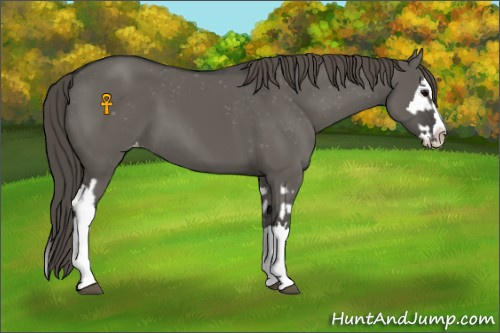 Horse Color:Grullo Sabino Splash Varnish and Grullo Sabino Splash Varnish