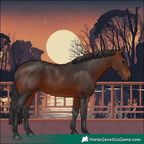 Horse Color:Bay 