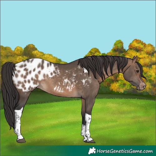 Horse Color:Brown Dun Tobiano Blanket 