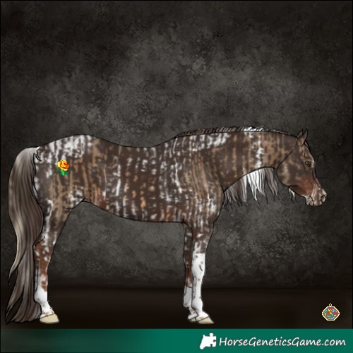 Horse Color:Chocolate Palomino Sabino Tobiano  and Liver Chestnut Tobiano 