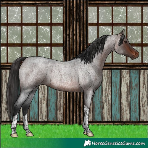 Horse Color:Brown Roan Tobiano