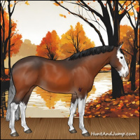 Horse Color:Bay Splash 