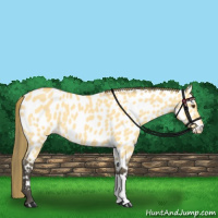 Horse Color:Buckskin Dun Appaloosa 