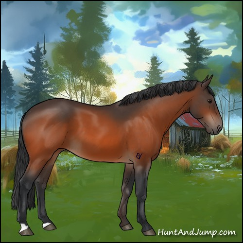 Horse Color:Bay 
