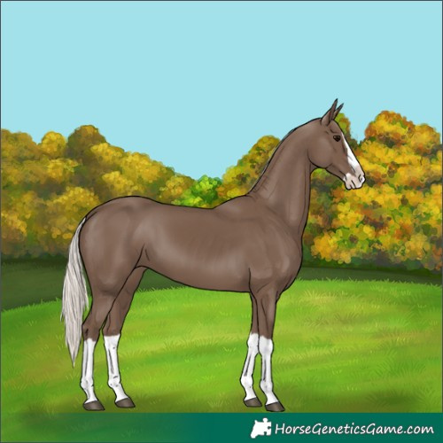 Horse Color:Silver Black Splash