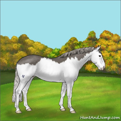 Horse Color:Silver Black Splash 