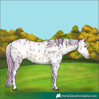 Horse Color:Watercolor Brown Dun Sabino Appaloosa 