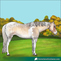 Horse Color:Silver Buckskin Ice Roan Onyx Tobiano 