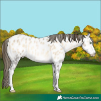 Horse Color:Buckskin Roan Pearl Onyx Appaloosa