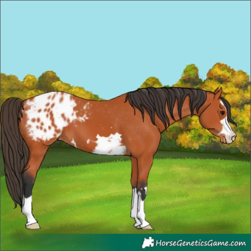 Horse Color:Bay Appaloosa 