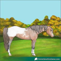 Horse Color:Bay Snowcap 