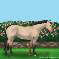 Horse Color:Bay Dun
