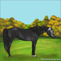 Horse Color:Gray Black 