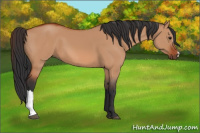 Horse Color:Bay Dun